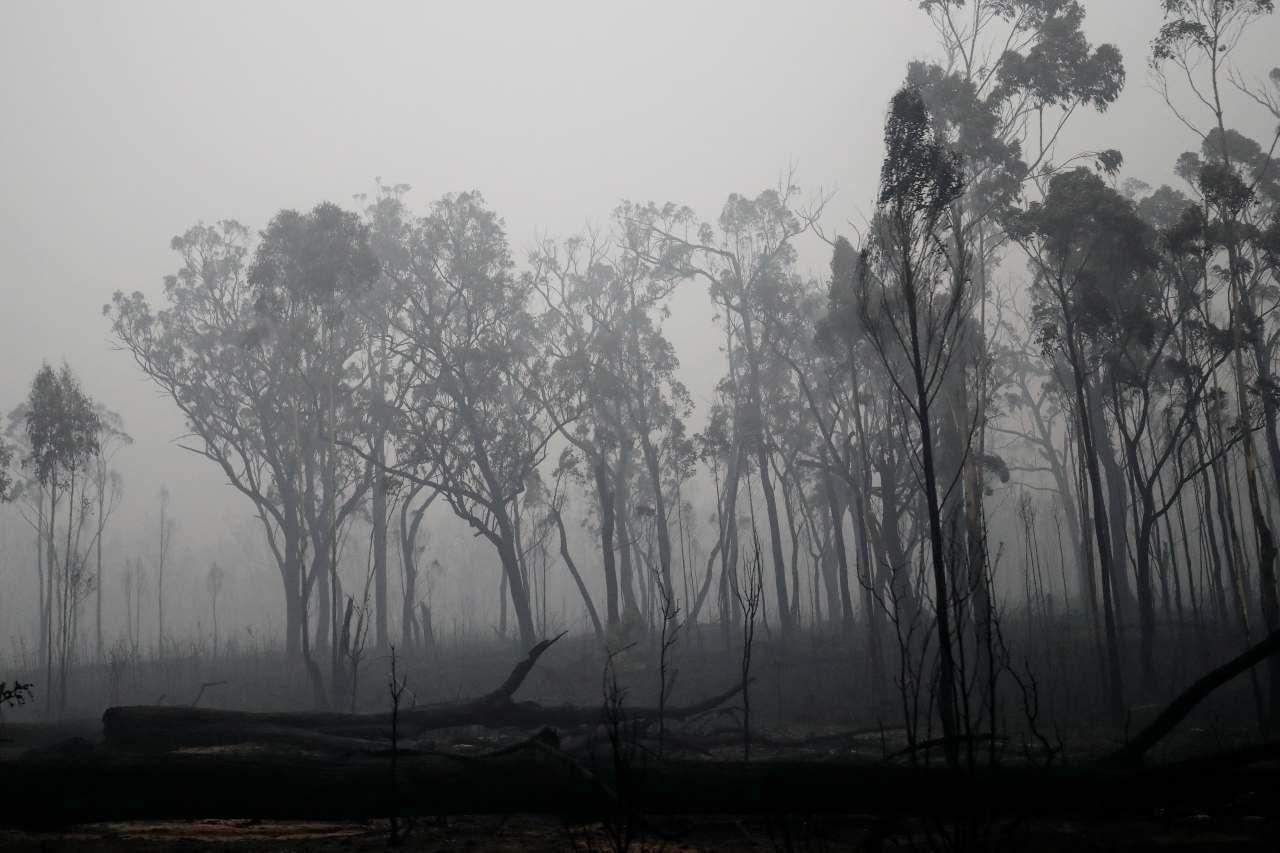 Australia Fires: How you can help people, wildlife affected by the wildfire from anywhere in the world