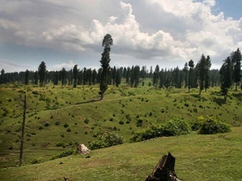 Infrastructure projects, growing demand for housing, poor oversight have rapidly depleted forest cover in Kashmir Infrastructure projects, growing demand for housing, poor oversight have rapidly depleted forest cover in Kashmir