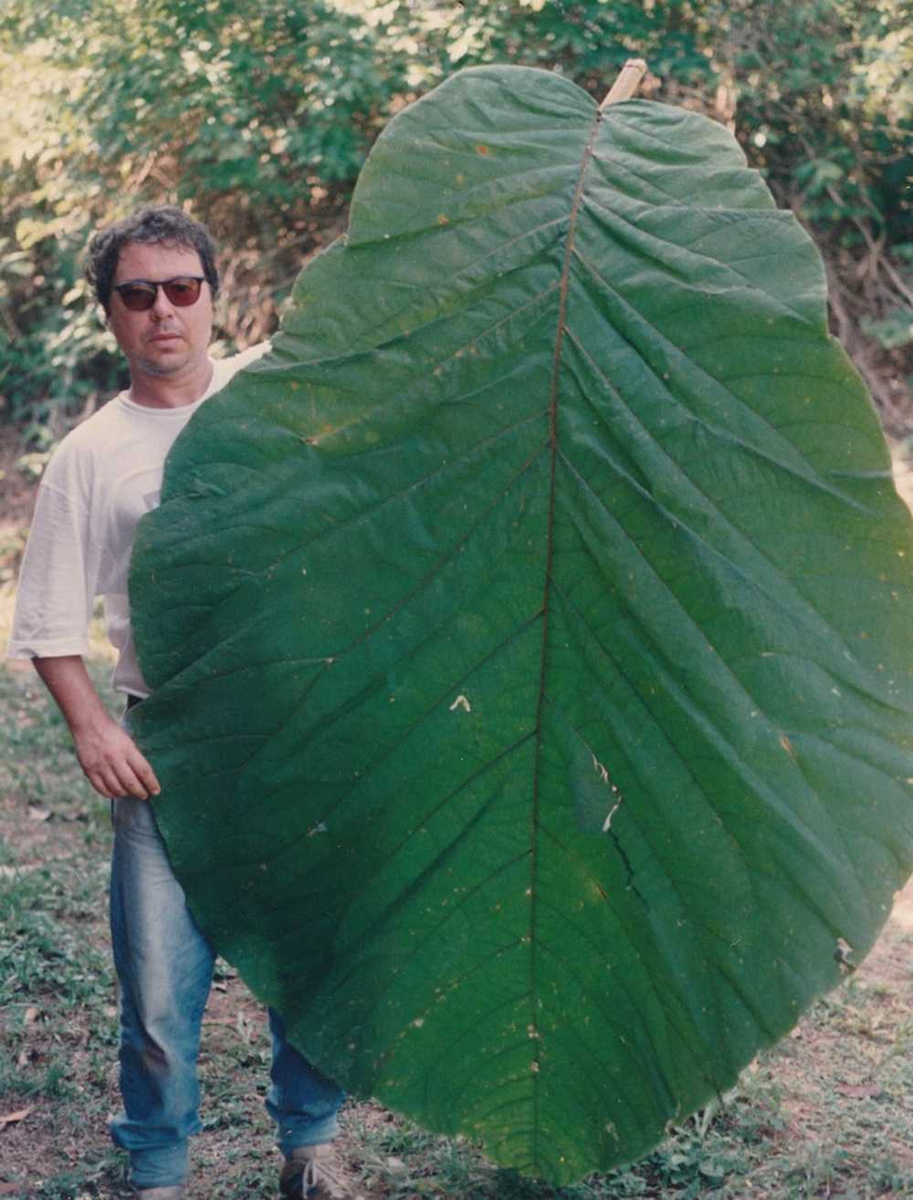 Coccoloba gigantifolia leaves can reach 2.5 meters (8 feet) in length. Image courtesy of Rogério Gribel.