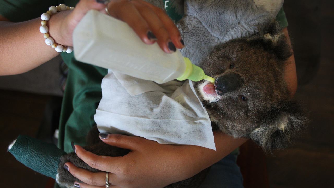 Koala that is rescued from the wildfires in Australia is being bottle fed. Image credit: Getty