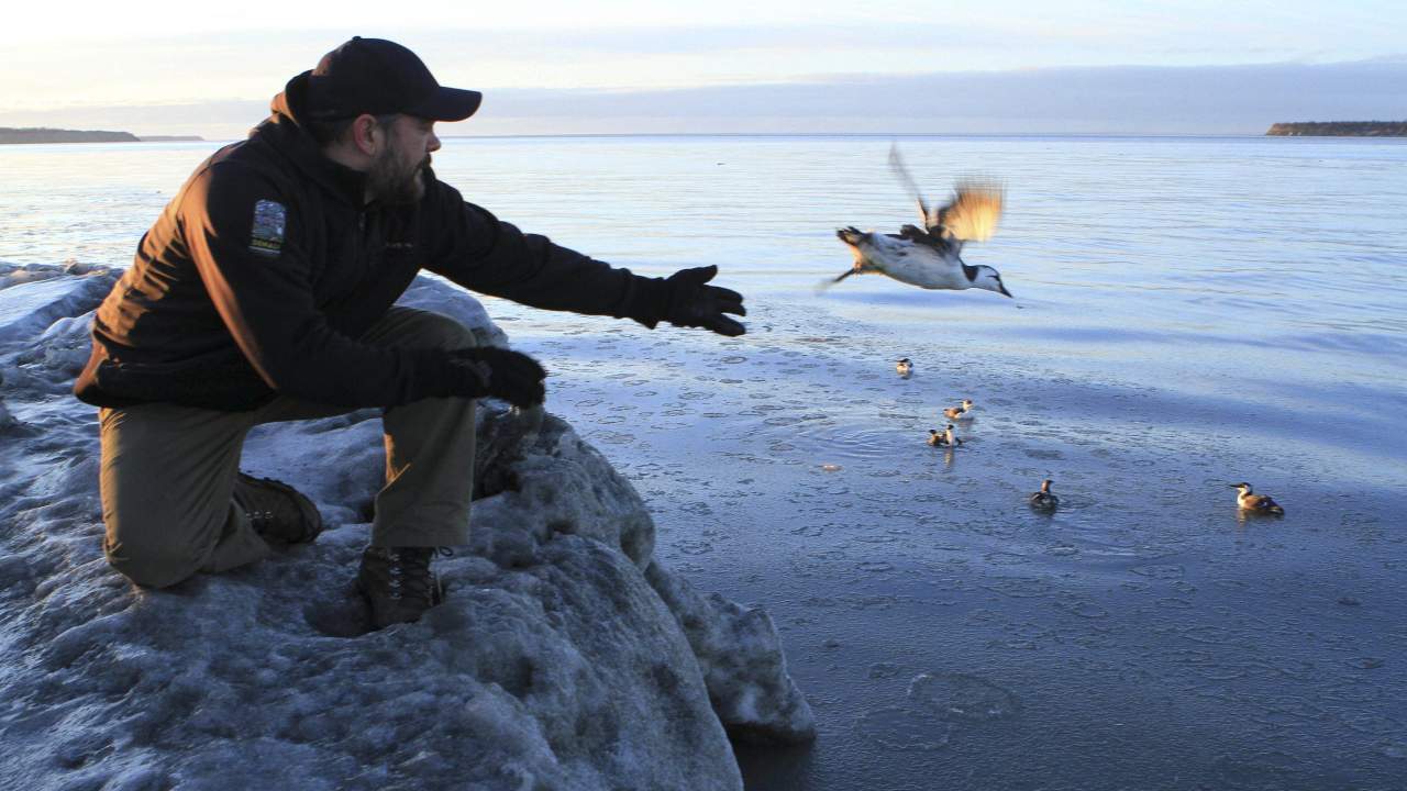 Guy Runco, director of the Bird Treatment and Learning Center, releases a common murre near the Anchorage small boat harbor in Anchorage, Alaska. Image credit: AP