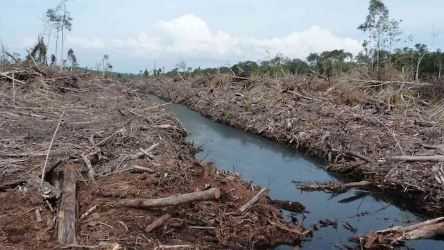 Palm oil: research shows that new plantations produce double the emissions of mature ones Palm oil: research shows that new plantations produce double the emissions of mature ones
