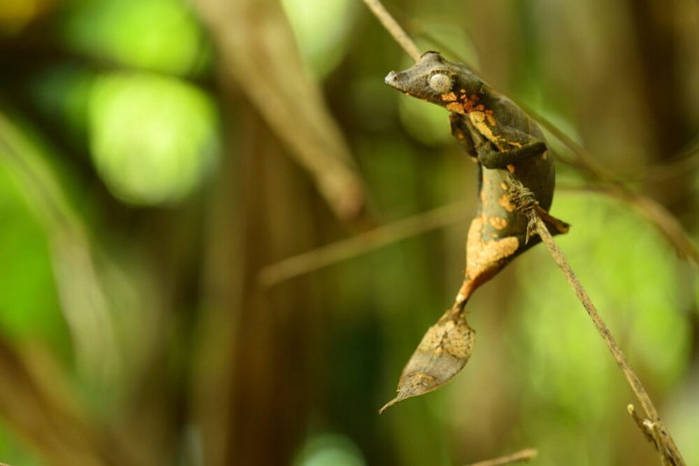 Uroplatus finaritra. Image by Mark D. Scherz.
