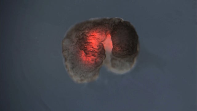 Living machines: First self-healing artificial organism built using frog stem cells, hardware Living machines: First self-healing artificial organism built using frog stem cells, hardware