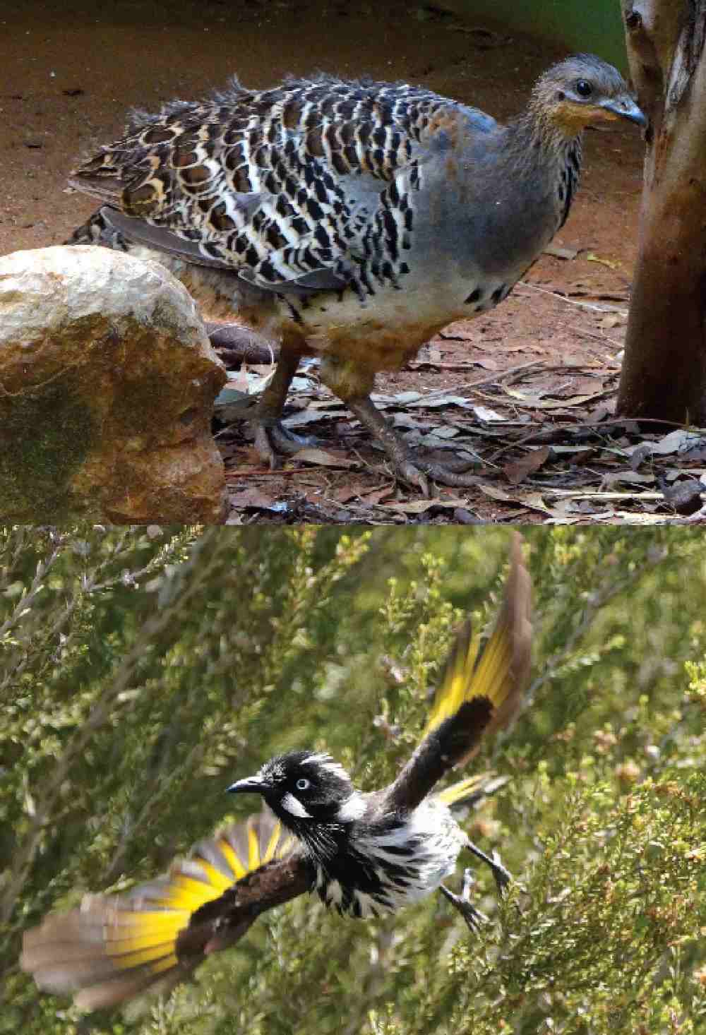 Deforestation in ancient wildfires spared some ground-foraging birds but obliterated tree-dwelling, perching birds. Image credit: Michael Lee