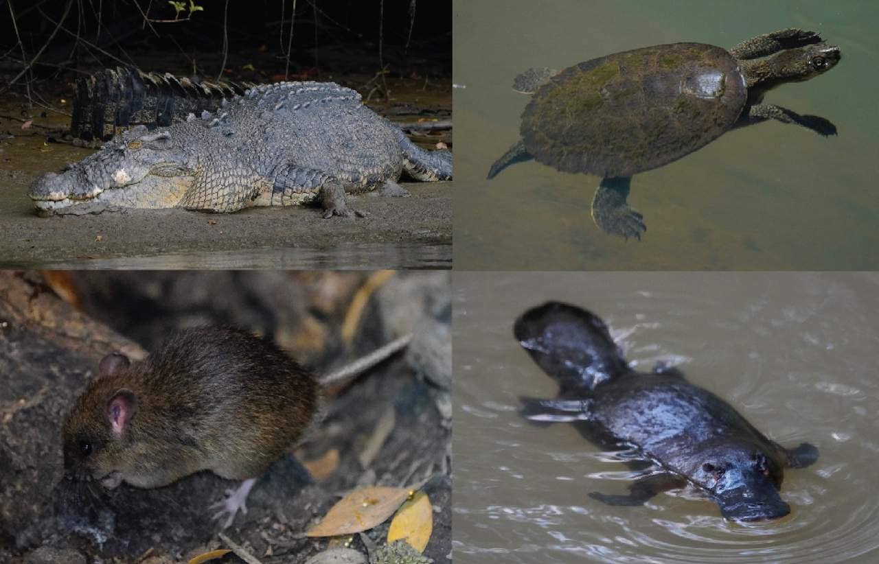 Land vertebrates that survived the ancient wildfires were either amphibious (crocodiles, freshwater tortoises), small enough to burrow or shelter (early rodent-sized mammals), or both amphibious and burrowing (platypuses). Image credit: Michael Lee