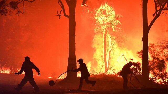 Australia's wildfires undo decades of conservation work done on Kangaroo island Australia's wildfires undo decades of conservation work done on Kangaroo island