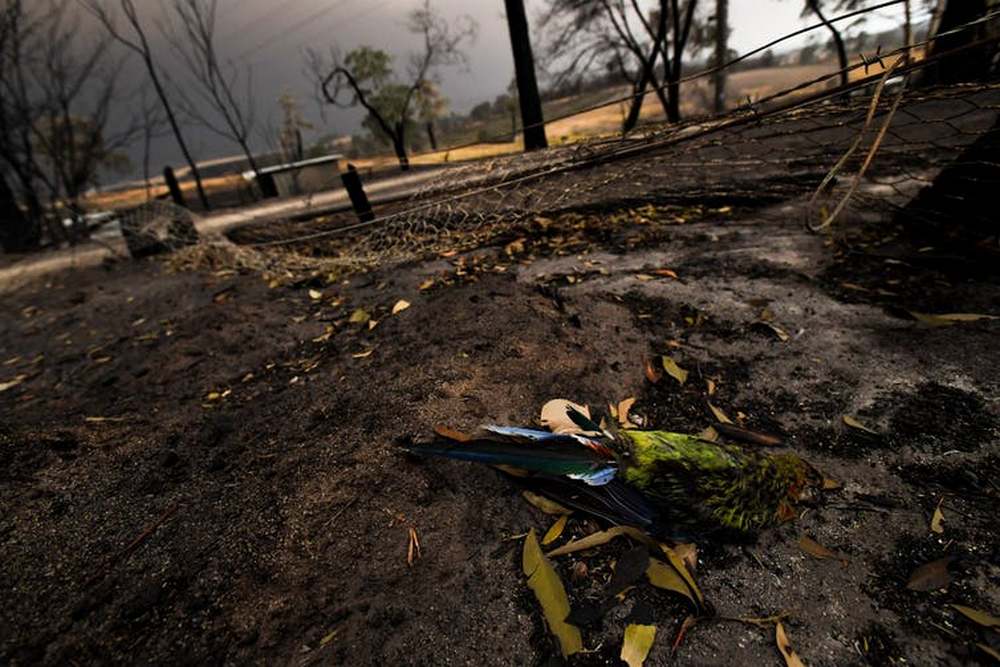 A dead bird at a Victorian property on January 4, 2019. The ecological toll of the bushfires is immense. Image credit: James Ross/AAP