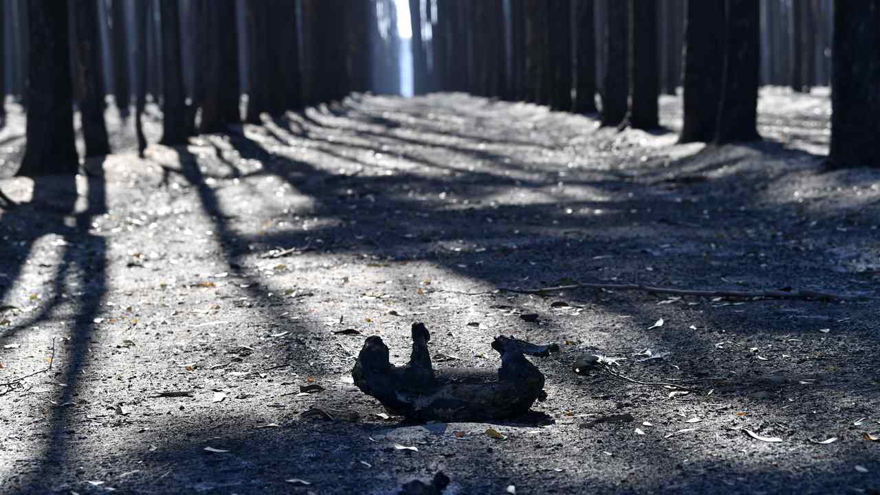 A dead koala after bushfires swept through on Kangaroo Island on January 7. Image credit: DAVID MARIUZ
