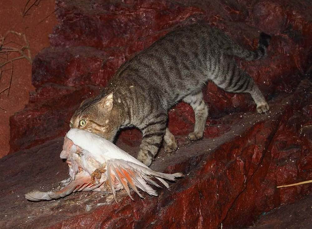 Feral cats flock to fire grounds where prey are exposed. Image credit: Mark Marathon