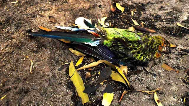 A season in hell: Australia's bushfires push threatened species closer to extinction A season in hell: Australia's bushfires push threatened species closer to extinction