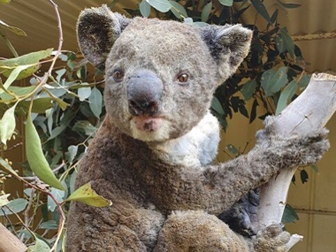 Australia may list Koalas as endangered after population takes ‘extraordinary hit’ in unprecedented bushfires, 30% of habitat destroyed Australia may list Koalas as endangered after population takes ‘extraordinary hit’ in unprecedented bushfires, 30% of habitat destroyed