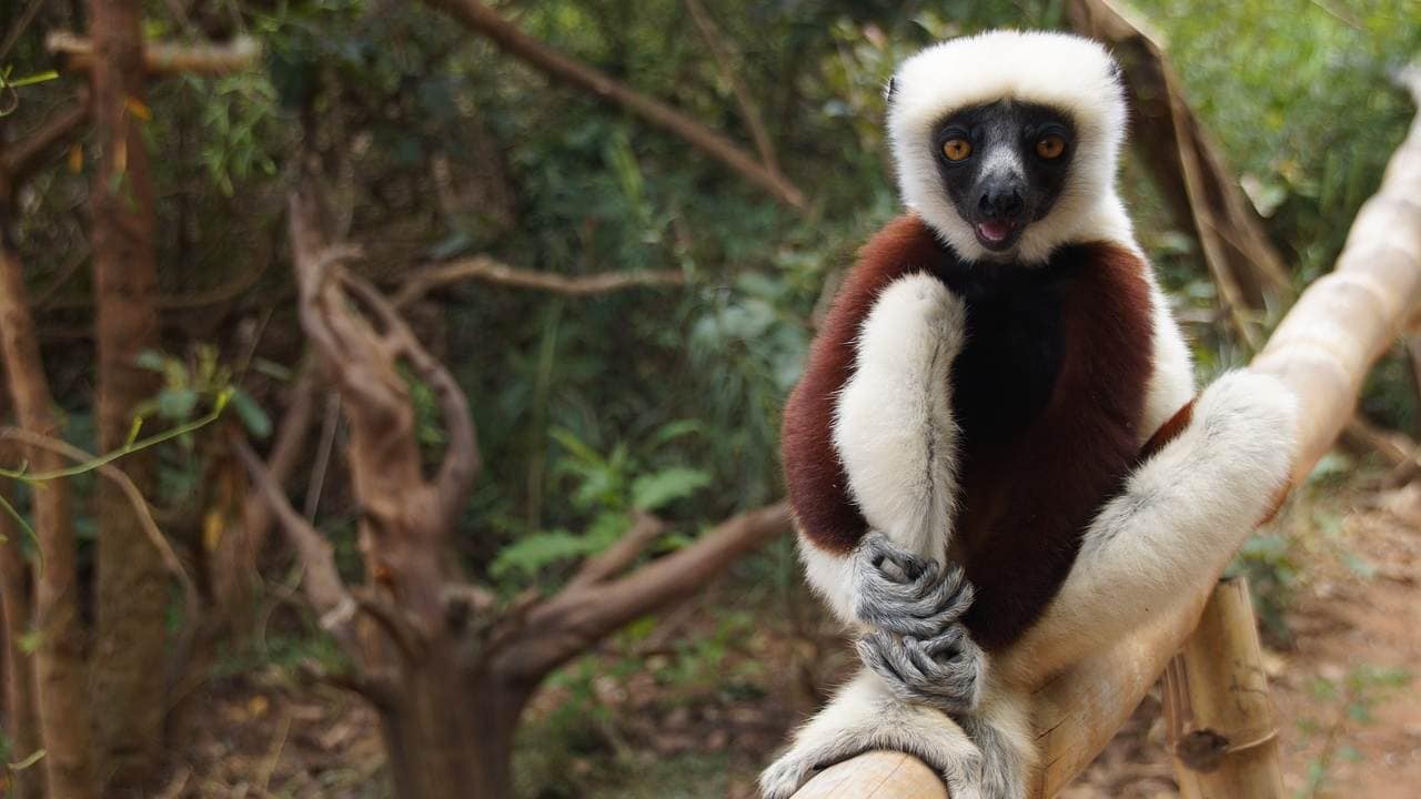 Two species of ruffed lemurs are now critically endangered because of the loss of habitat.