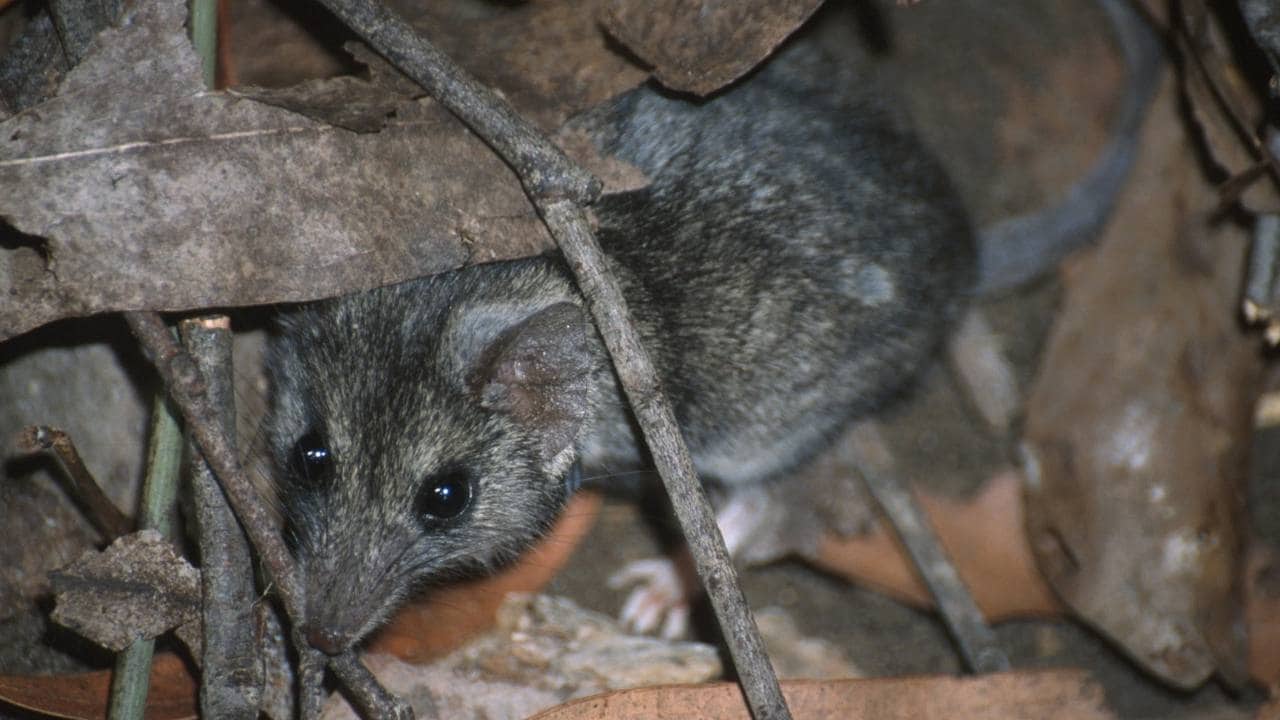 The Kangaroo Island dunnart. Jody Gates