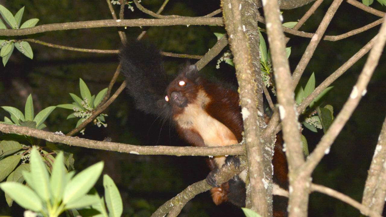 The Mount Gaoligong flying squirrel, or Biswamoyopterus gaoligongensis, was recently discovered last year in Yunnan, China, by Quan Li of the Kunming Institute of Zoology and his team. Image by Kadoorie Farm & Botanic Garden.