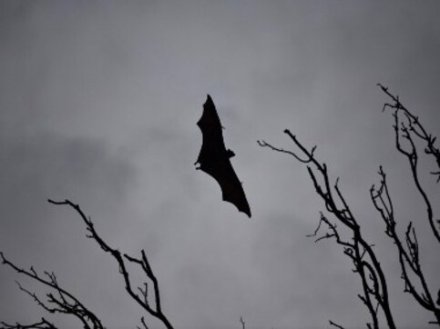 Bat coronaviruses discovered in Myanmar study don't appear to harm humans Bat coronaviruses discovered in Myanmar study don't appear to harm humans
