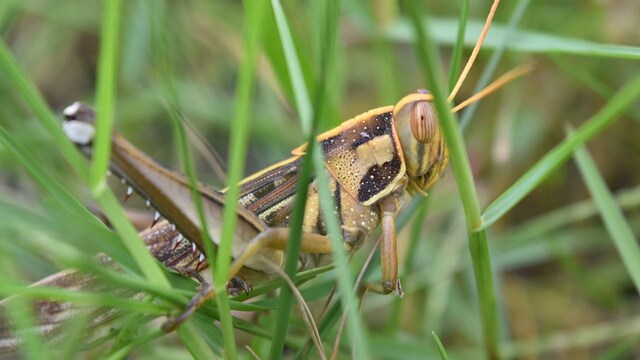 Experts tell Pakistan to use pesticides instead of ducks from China to deal with locusts Experts tell Pakistan to use pesticides instead of ducks from China to deal with locusts