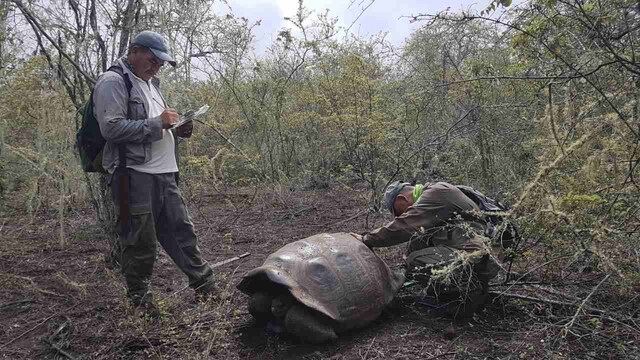 Group of tortoises found on Galapagos Islands are closely related to two extinct species