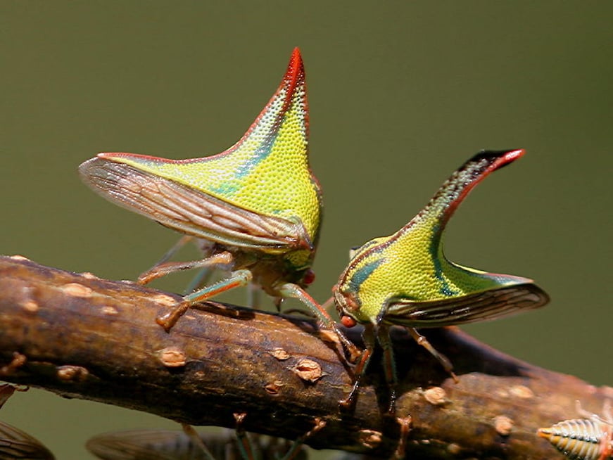 The peculiar appearance of the Thorn Bug helps keep their predators (birds) from eating them as they confuse them with a thorn. Image credit: Malcolm Manners/Flickr The peculiar appearance of the Thorn Bug helps keep their predators (birds) from eating them as they confuse them with a thorn. Image credit: Malcolm Manners/Flickr