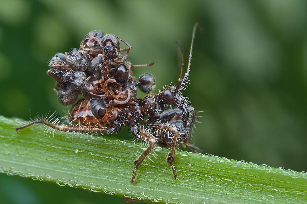 Assassin bugs can transmit serious diseases, such as Chagas disease, to humans which can lead to heart failure. They also carry the corpse of their prey on their back to hide themselves from others. Image credit: Wikimedia Commons Assassin bugs can transmit serious diseases, such as Chagas disease, to humans which can lead to heart failure. They also carry the corpse of their prey on their back to hide themselves from others. Image credit: Wikimedia Commons