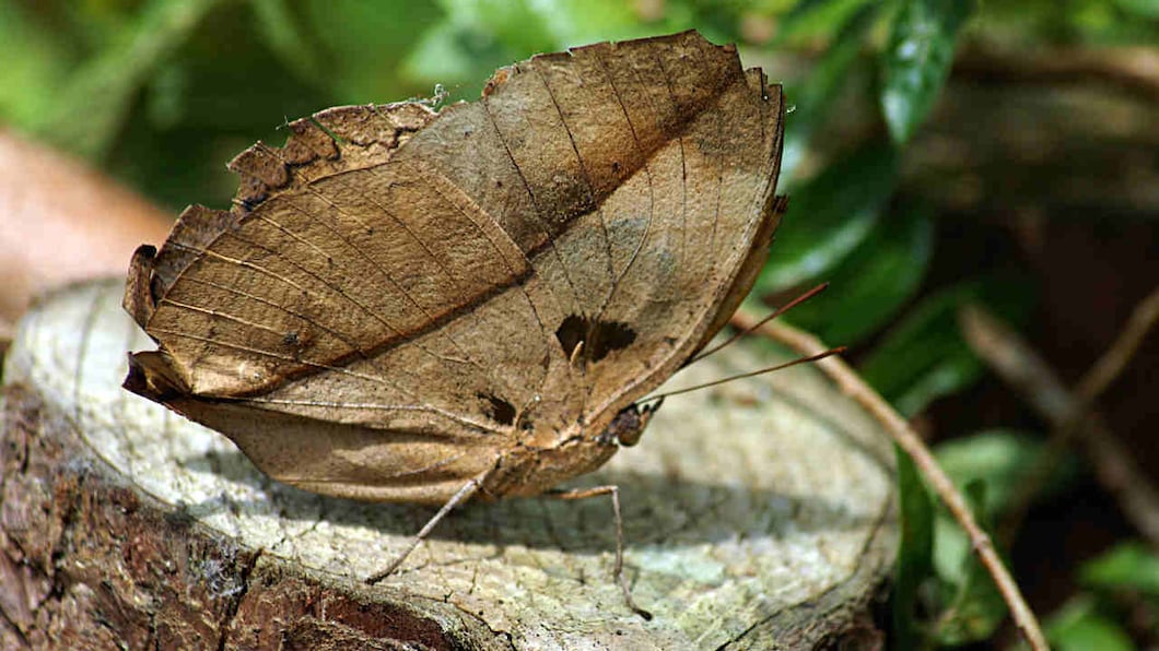 With its wings closed, the Dead leaf Butterfly looks eerily similar to a dead leaf, the shape, veins and all. It can also modify its look according to the change in seasons. Image credit: Wikimedia Commmons With its wings closed, the Dead leaf Butterfly looks eerily similar to a dead leaf, the shape, veins and all. It can also modify its look according to the change in seasons. Image credit: Wikimedia Commmons