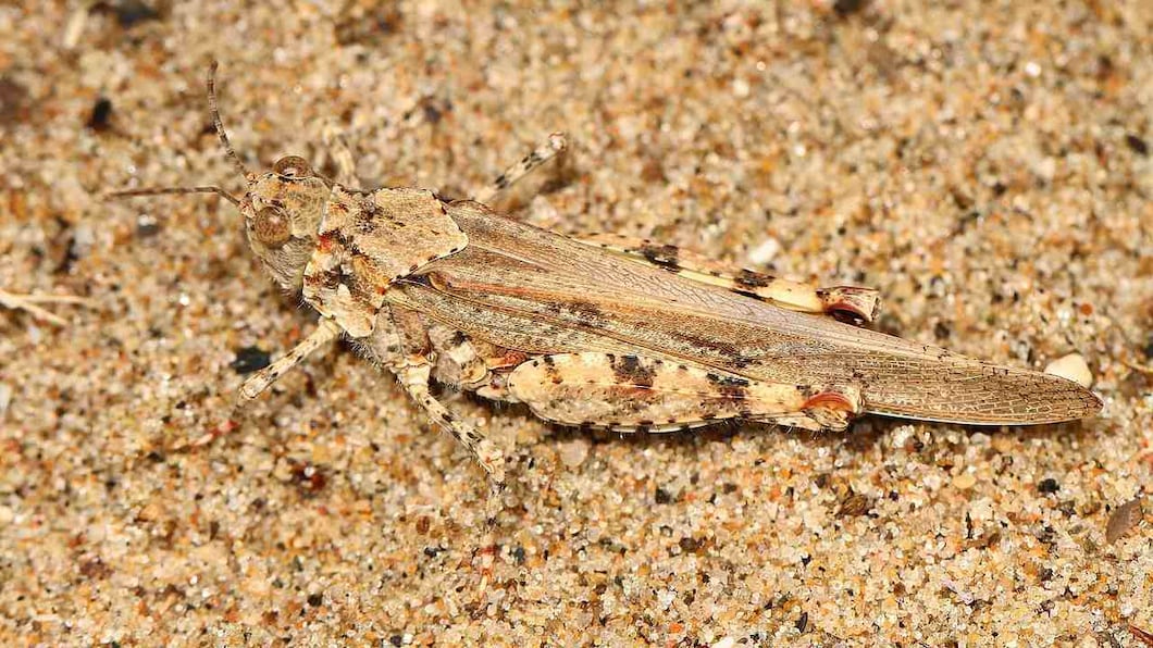 Sand grasshoppers like their name suggests are experts at hiding in the sand. They have long wings spans that can reach lengths of 9 mm. Image credit: Wikimedia Commons Sand grasshoppers like their name suggests are experts at hiding in the sand. They have long wings spans that can reach lengths of 9 mm. Image credit: Wikimedia Commons