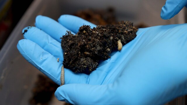 Worming our way out of plastic pollution might get easier with these creepy crawlies Worming our way out of plastic pollution might get easier with these creepy crawlies