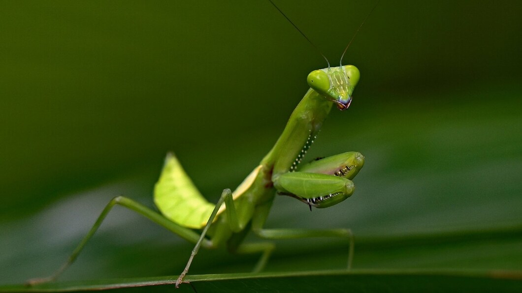 Mantises like their food still moving which makes them helpful in pest control as they will eat all kinds of insects. Mantises like their food still moving which makes them helpful in pest control as they will eat all kinds of insects.