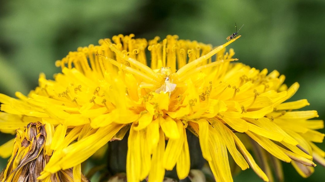 The Goldenrod Crab Spider is a colour-changing flower spider that do not spin webs, They use silk to capture their prey or hold on to their eggs. The Goldenrod Crab Spider is a colour-changing flower spider that do not spin webs, They use silk to capture their prey or hold on to their eggs.