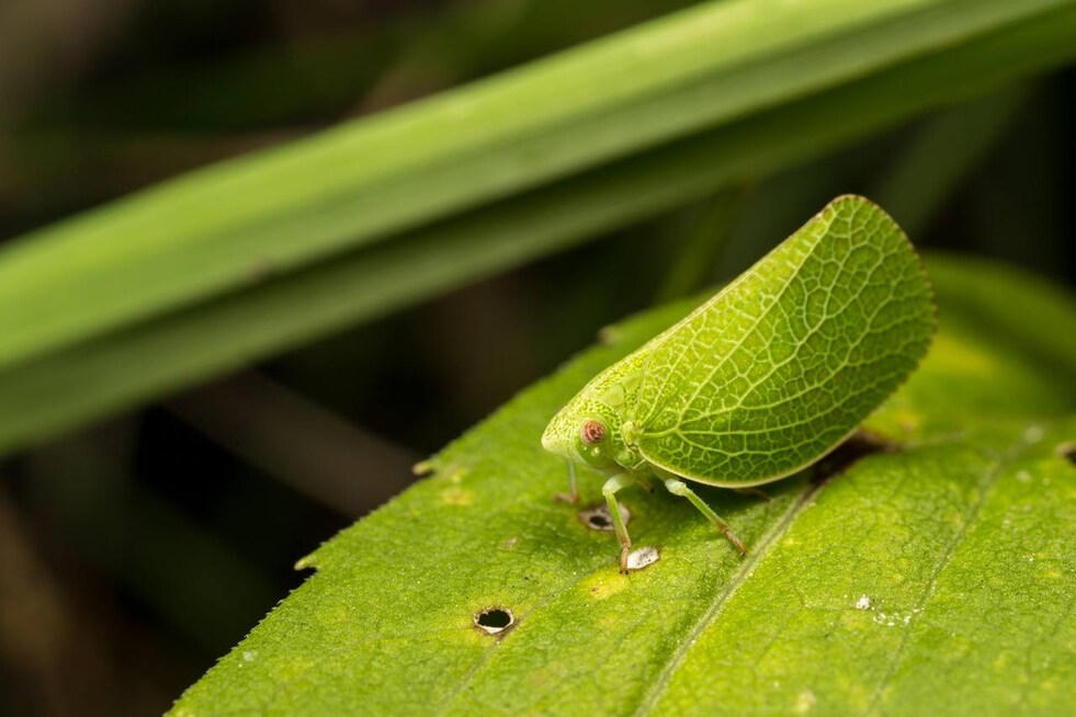 Plant hoppers are cryptic mimics which means they are expert disguisers in looking like leaves or other parts of a plant. They either walk really slowly or hop to move around which gives them their name. Image credit: Plant hoppers are cryptic mimics which means they are expert disguisers in looking like leaves or other parts of a plant. They either walk really slowly or hop to move around which gives them their name. Image credit: