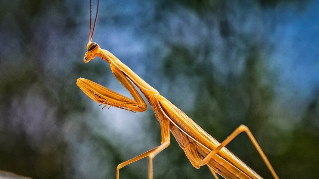 Walking stick mantis can live up to 3 years in the wild and they grow no more than 13 inches long. Walking stick mantis can live up to 3 years in the wild and they grow no more than 13 inches long.