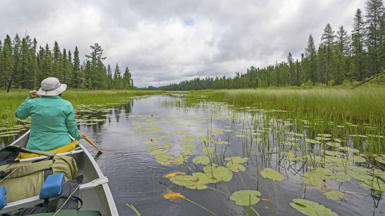 Earth Day: Wildlife are exposed to more pollution than we had previously thought