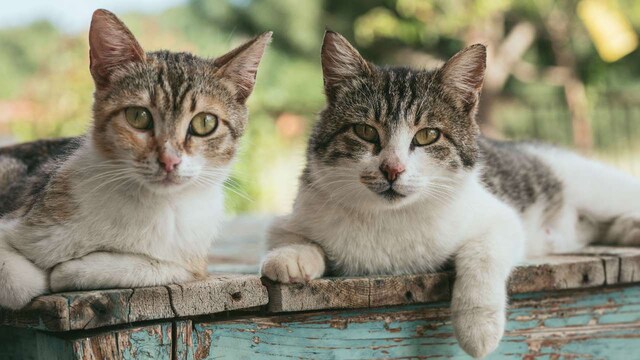 'Cat vs flying cat': Twitter in splits over kitty's 'intense face-off' with owl