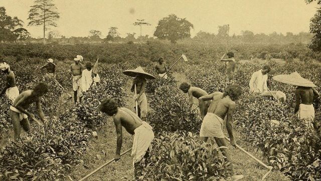 As human rights crisis brews in Assam's tea plantations, businesses must step up to end cycle of deprivation