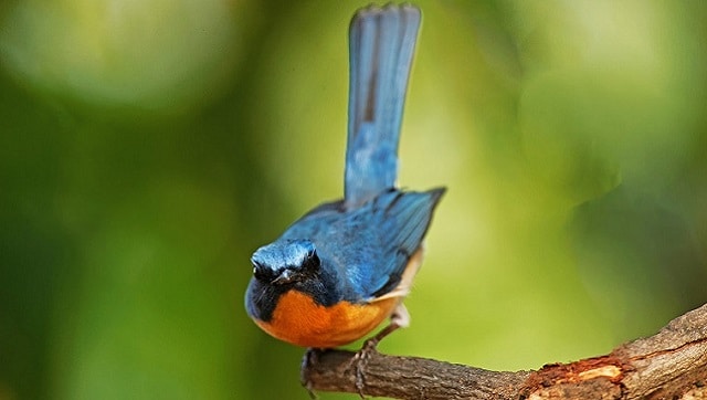 Anand Vishwanadha on his versatile poetry collection Stray Birds, and what birdwatching brings to his life Anand Vishwanadha on his versatile poetry collection Stray Birds, and what birdwatching brings to his life