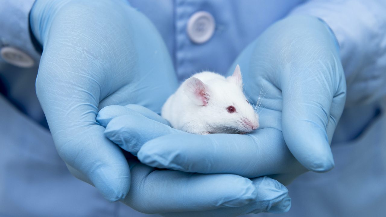 Positive results in animals often don’t translate to scientific breakthroughs for humans. From www.shutterstock.com