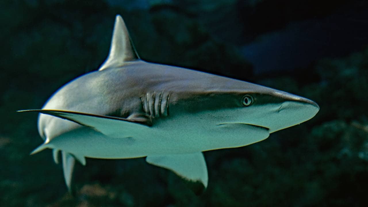 Sharks have the smaller antibodies needed for testing but are not great to experiment on and are a lot less cuddly than llamas.