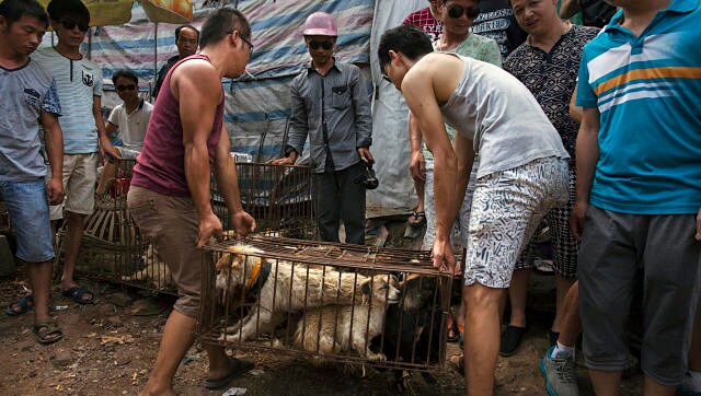 In the battle to ban consumption of dog meat, activists in China find an unlikely ally: The coronavirus