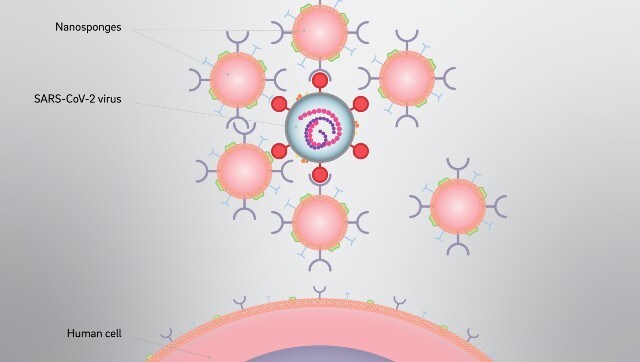 COVID-19 treatment: Study suggests cellular nanosponges could restrict SARS-CoV-2 virus multiplication; animal trials underway COVID-19 treatment: Study suggests cellular nanosponges could restrict SARS-CoV-2 virus multiplication; animal trials underway