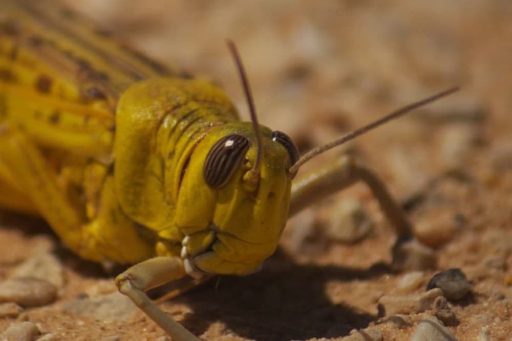 Desert locust head. Photo by Adam Matan/Wikimedia Commons.