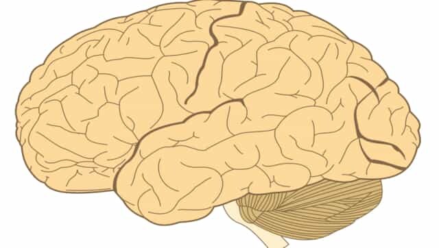 Gut microbes are connected to brain diseases; probiotic foods, high fibre, low sugar diet key in keeping your stomach healthy Gut microbes are connected to brain diseases; probiotic foods, high fibre, low sugar diet key in keeping your stomach healthy