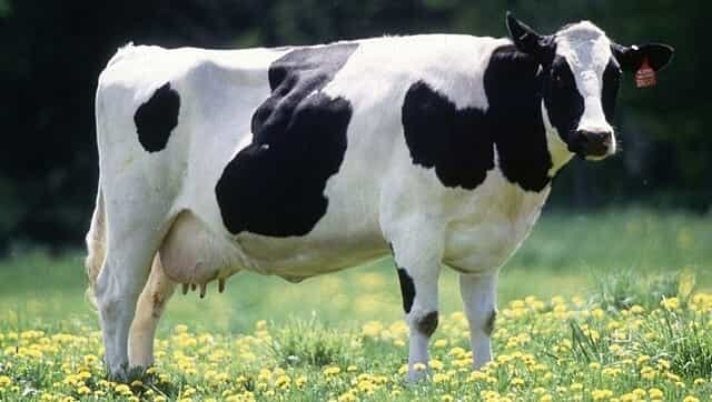 Cow milk protein allergy is different from lactose intolerance: Here's how to differentiate between the two