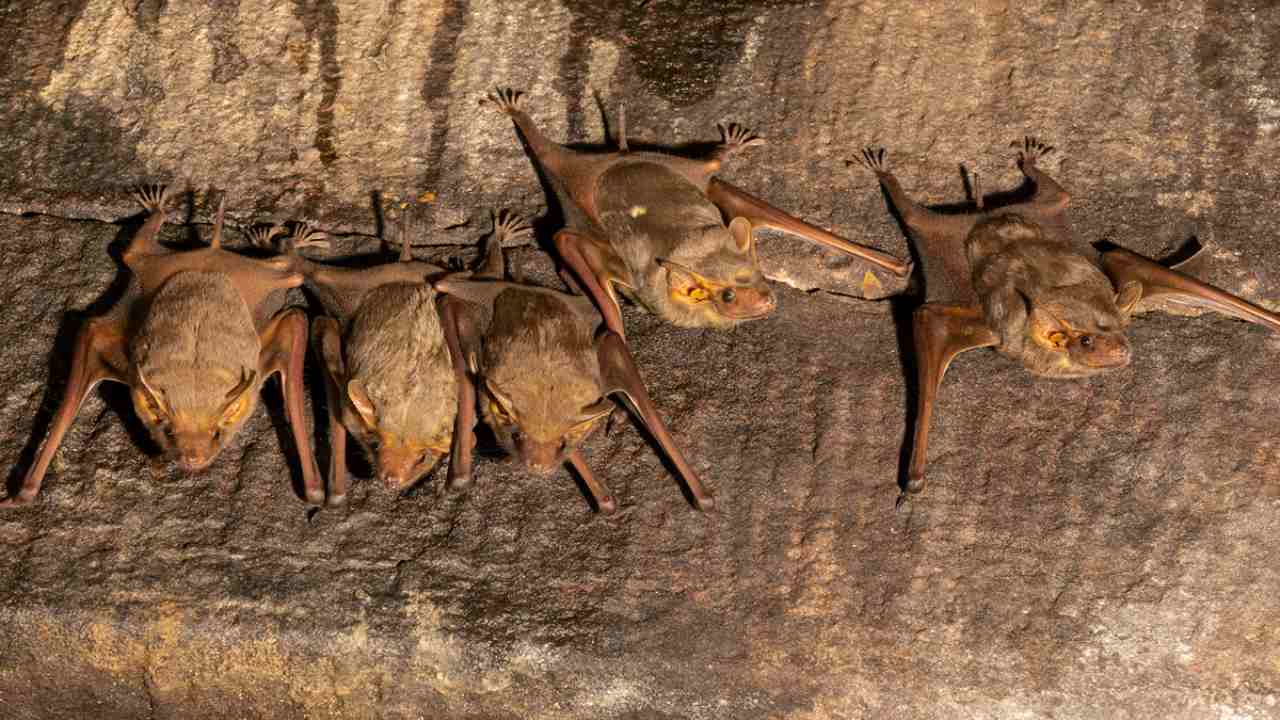 The exact origin of SARS-CoV-2 (the virus causing the COVID-19 outbreak) in bats is not yet proven. But the oversimplification of scientific facts and misinterpretations have triggered a backlash against bats. Photo by Yashpal Rathore.