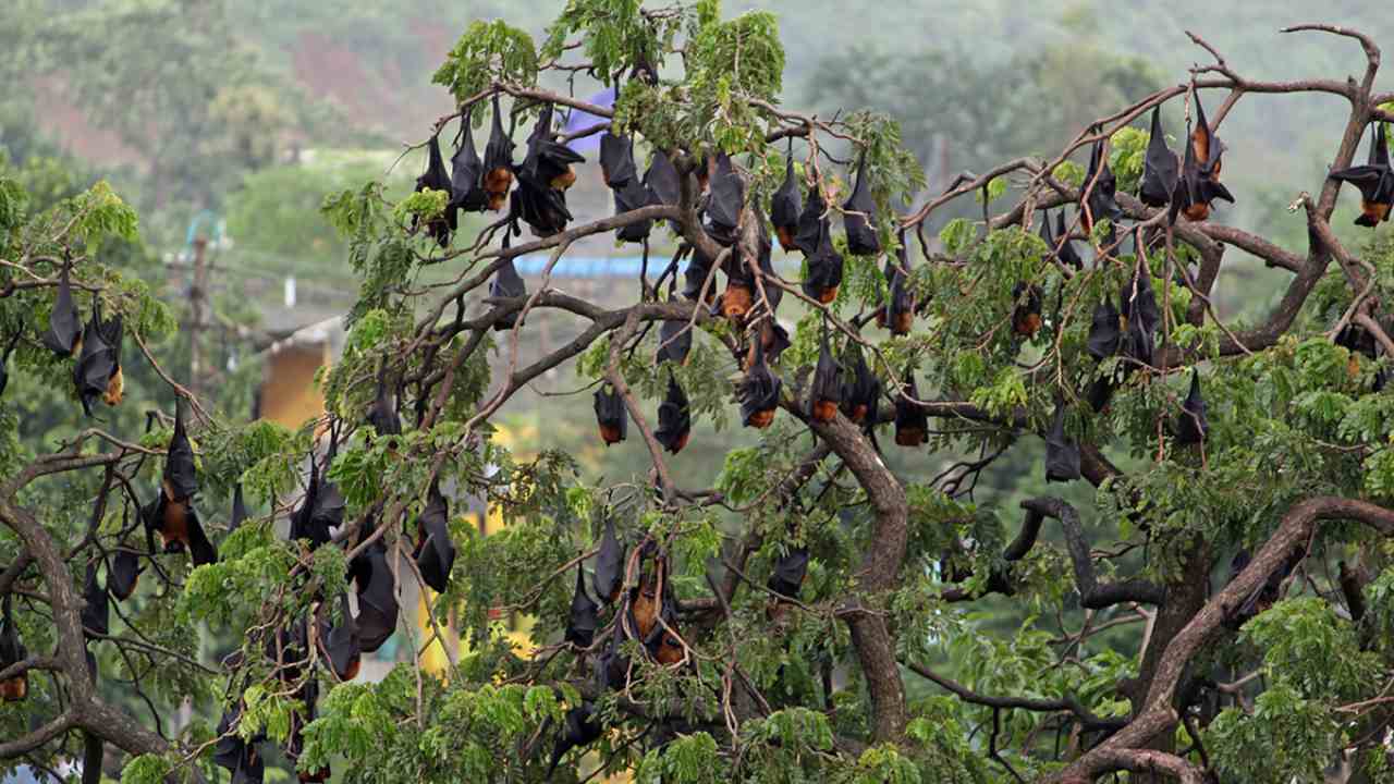 A colony of Indian flying fox. Bats and a range of mammal groups are natural carriers of coronaviruses. But the bat coronavirus is different from the SARS-CoV-2 virus that caused COVID-19. Photo by Harshjeet Singh Bal/Flickr.