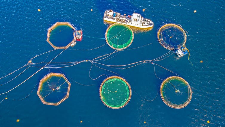 A salmon farm off the coast of Vestland, Norway. Marius Dobilas/Shutterstock