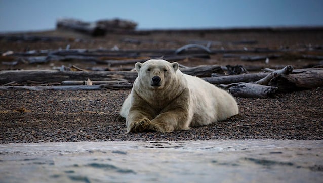 Unabated global warming is driving polar bears toward extinction, say researchers Unabated global warming is driving polar bears toward extinction, say researchers