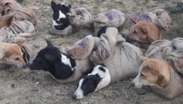 Nagaland bans sale and consumption of dog meat amid growing pressure from animal protection groups Nagaland bans sale and consumption of dog meat amid growing pressure from animal protection groups