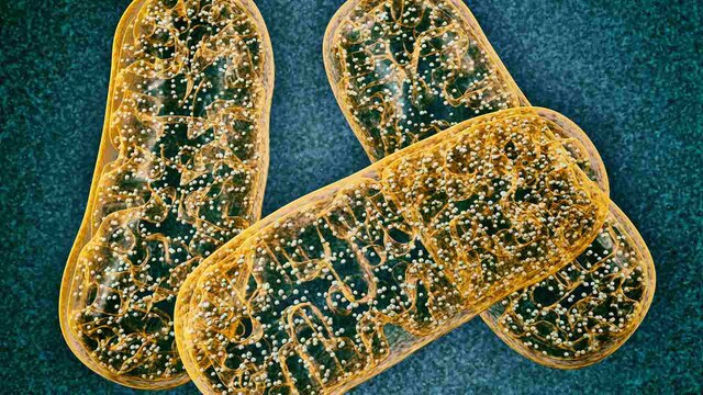 Drug used to treat heart failure, high blood pressure may help defy aging by activating mitochondrial stress response