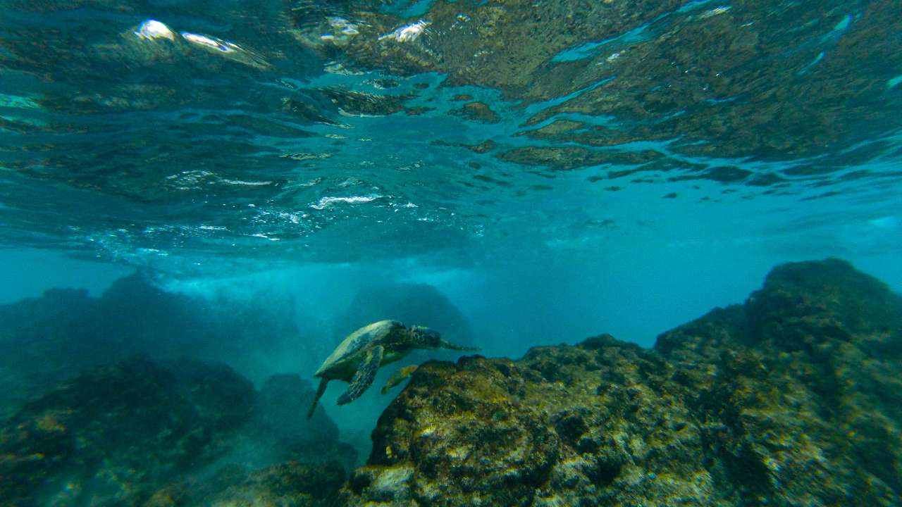 Machine learning finds use in creating sharper maps of ecosystem lines in the ocean
