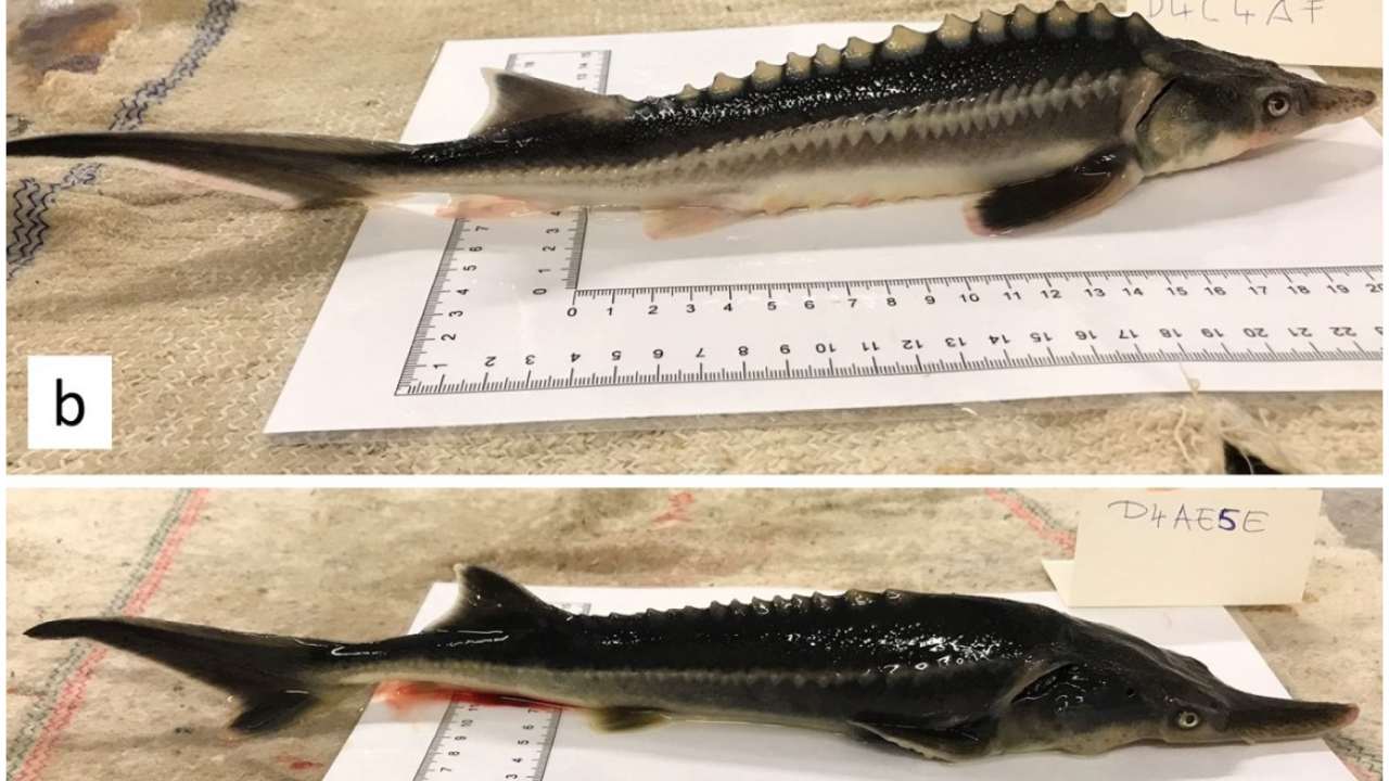 Here are two examples of the sturddlefish hybrid of the Russian sturgeon and American paddlefish. Image credit: Attila Mozsar/Genes